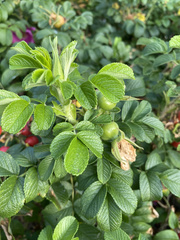 Rosa rugosa