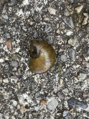 Heterogen japonica