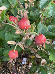 Rosa rugosa