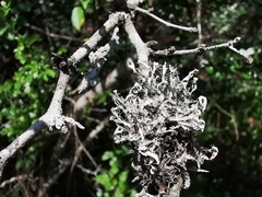 Leucodermia guzmaniana