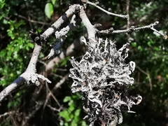 Leucodermia guzmaniana