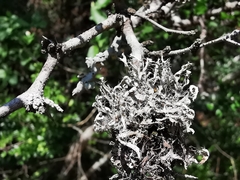 Leucodermia guzmaniana
