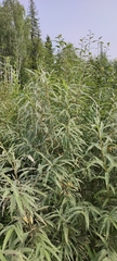 Salix