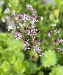 Micranthes nelsoniana