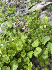 Micranthes nelsoniana