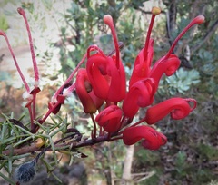 Grevillea wilsonii