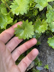 Micranthes nelsoniana