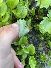 Micranthes nelsoniana