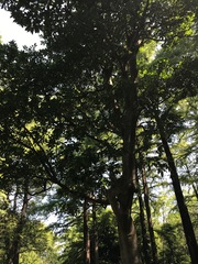 Elaeocarpus sylvestris