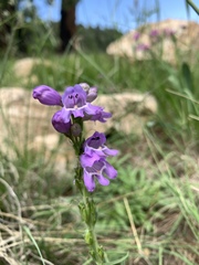 Penstemon deaveri