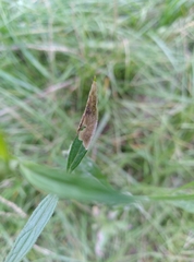 Calycomyza verbenae