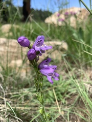 Penstemon deaveri