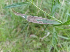 Calycomyza verbenae
