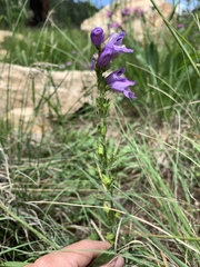 Penstemon deaveri