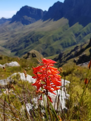 Disa ferruginea