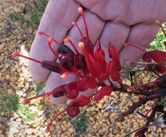 Grevillea wilsonii