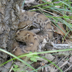 Crotalus willardi willardi