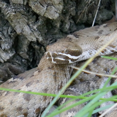 Crotalus willardi willardi