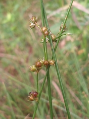 Juncus coriaceus