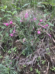 Ipomopsis macrosiphon