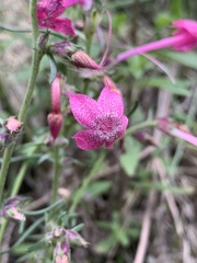 Ipomopsis macrosiphon