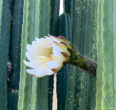 Cactaceae