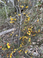 Dillwynia ramosissima