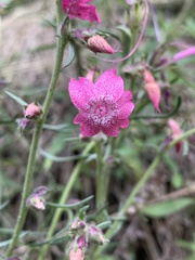 Ipomopsis macrosiphon