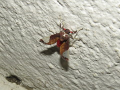 Bertholdia flavidorsata