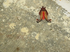 Bertholdia flavidorsata