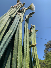 Cactaceae