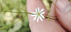 Stellaria graminea