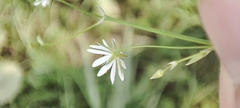 Stellaria graminea