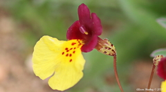 Erythranthe shevockii