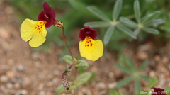 Erythranthe shevockii