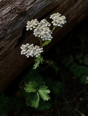 Physocarpus monogynus