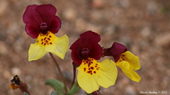 Erythranthe shevockii