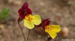Erythranthe shevockii