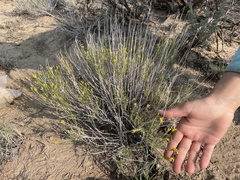 Chrysothamnus greenei