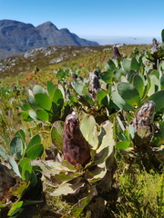 Protea grandiceps