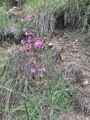 Ipomopsis macrosiphon