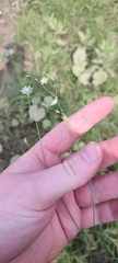 Stellaria graminea