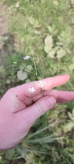 Stellaria graminea