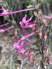 Ipomopsis macrosiphon