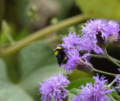 Bombus transversalis