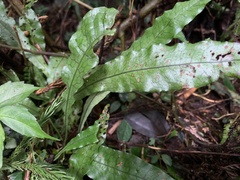 Leptochilus hemionitideus