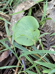 Cyrtostylis reniformis
