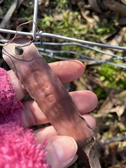 Cyrtostylis reniformis