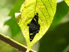 Jemadia pseudognetus