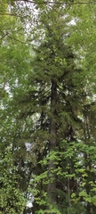 Picea obovata